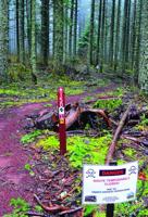 Barrett Park a 'blank slate.'