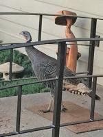 Roots and Branches: Furry, feathered friends