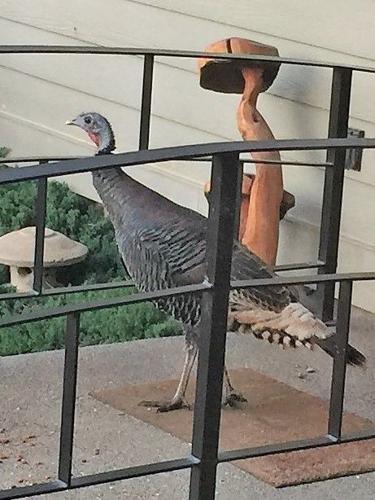 Roots and Branches: Furry, feathered friends