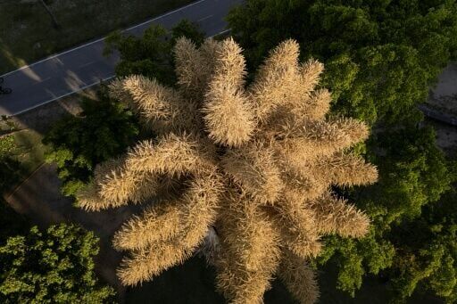 Talipot palms bloom for the first time at Aterro do Flamengo Park in Rio de Janeiro