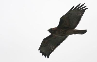 Eagle watch Saturday