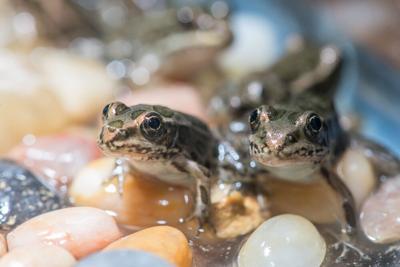 Northern leopard froglets