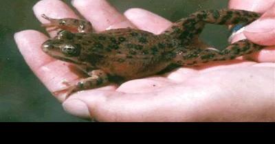 Wild About Nature: Native bees, Oregon Spotted Frog highlighted - Vimarsana News