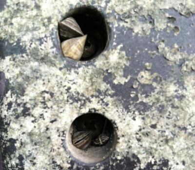 Invasive mussels found on boat at Ontario