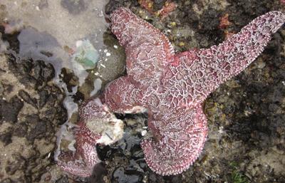 Sea Star wasting syndrome explodes off Oregon Coast