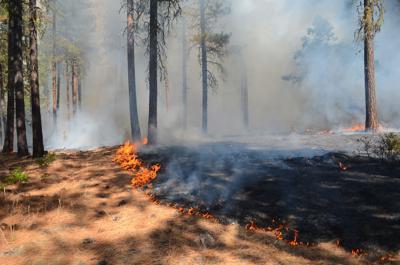 Prescribed fire
