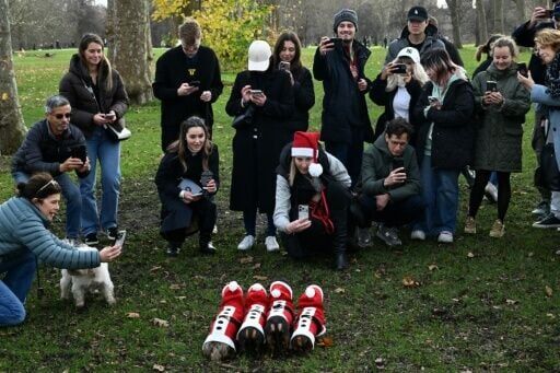 The owners all have a cast-iron belief that dachshunds are the ultimate pet