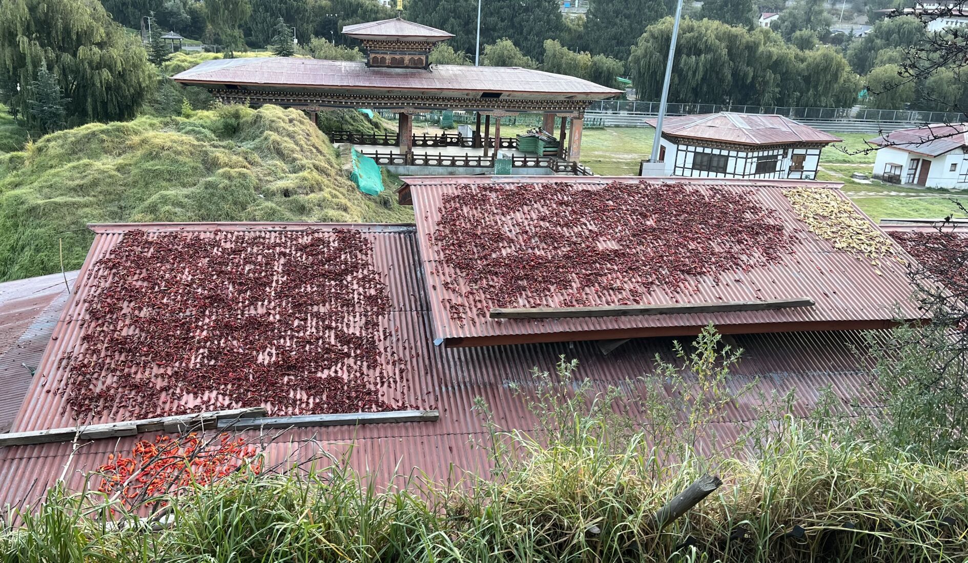 Chilies drying on a roof at a public sports complex in Thimphu, the capital of Bhutan.