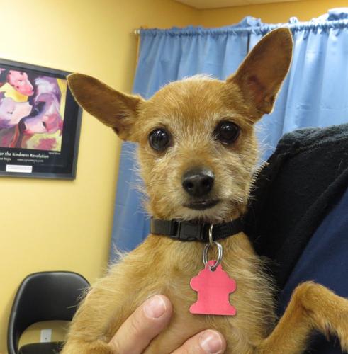 Pet of the Week: Lewis is your new best friend