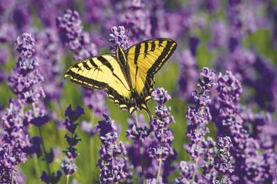 ‘Very Active’ Yellow Butterfly Boom in Washington State