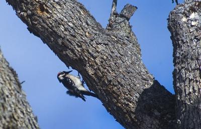 Early bird nest building