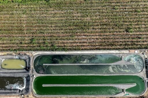 Sahyadri Farms is India's leading exporter of grapes and a major supplier of tomatoes, mangoes and cashew nuts, processing 385,000 tonnes of produce last year