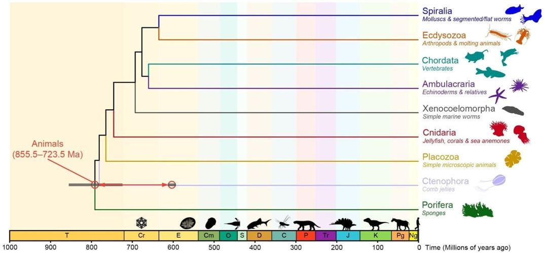 Animals may have evolved 200 million years earlier than fossil evidence suggests