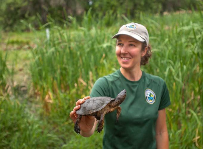 Western pond turtle