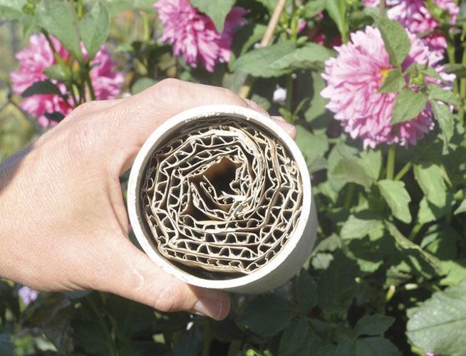 Dahlias are a great spring project