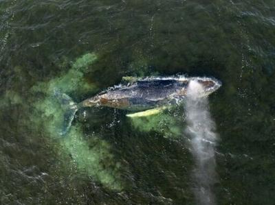 Aerial photo from March 30, released by Greenpeace, showing the whale in Wismar Bay