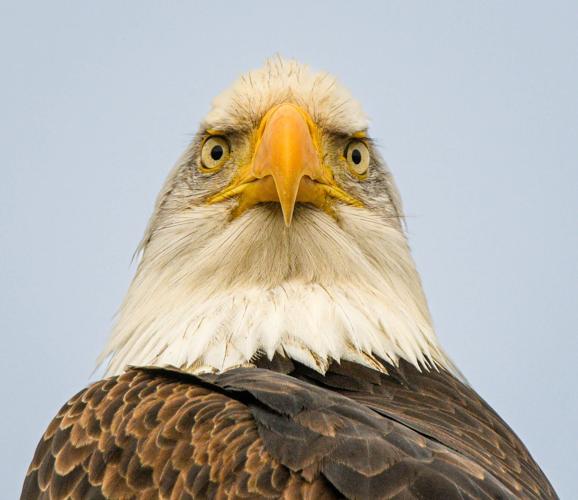2 Eagle pic.jpg