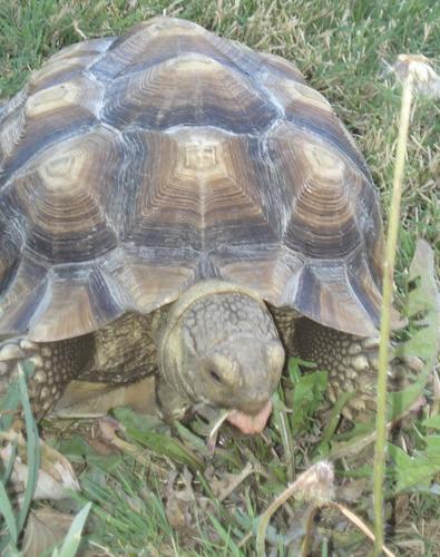 Pee Wee’s big adventure