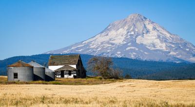 Up on Pine Hollow Road [south of The Dalle and between 8 mile road and Pleasant Ridge Road] this old homestead and a summer looking Mt Hood seem to go together. Gary Elkinton