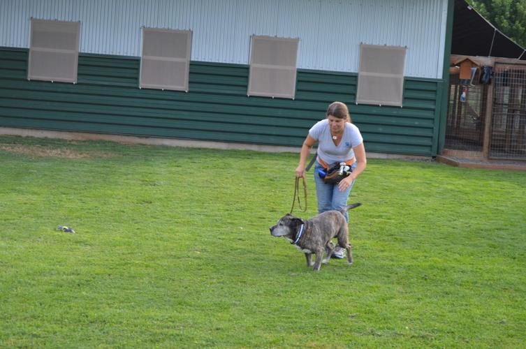 Cascade Pet Camp, Home At Last team up to take in dogs from fire