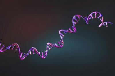 Two hurdles mRNA drugs face are a short half-life and impurities that trigger immune responses.