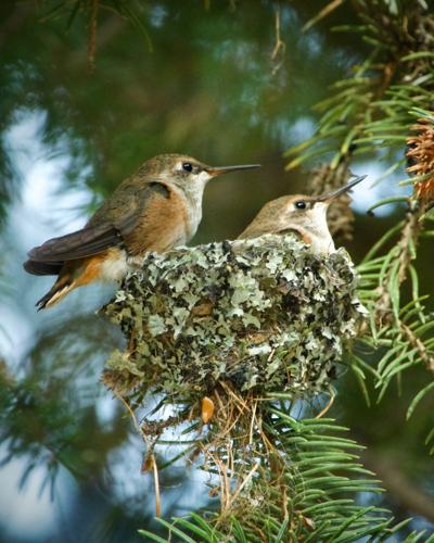 Montana Hummingbirds