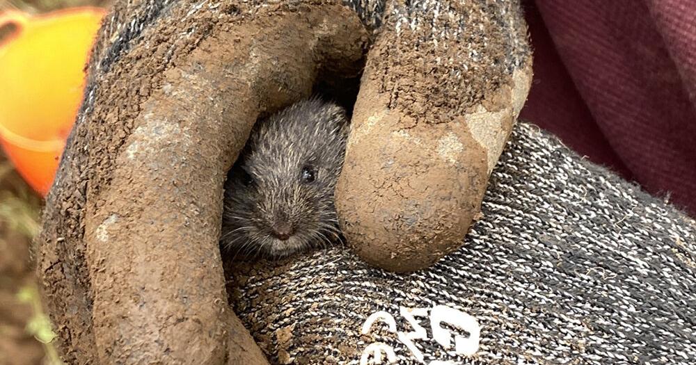 Mouse Rescue Medal Mouse rescue | News | columbiagorgenews.com