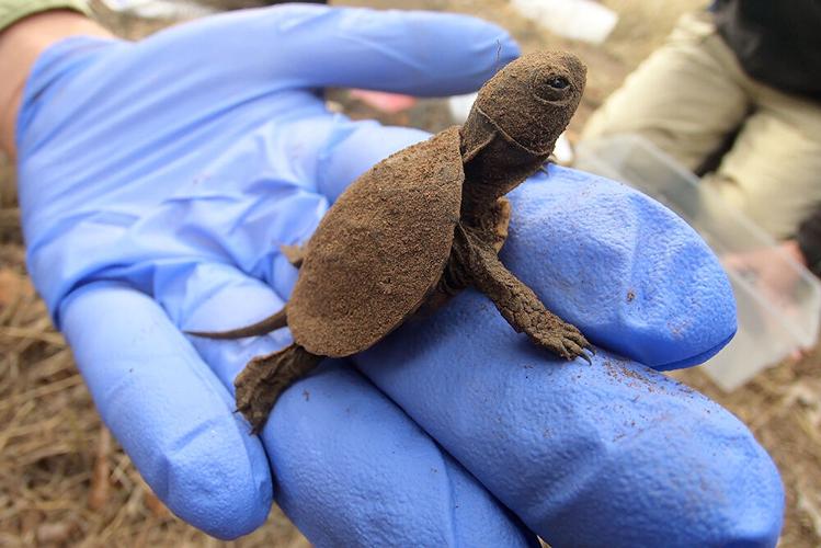 Baby turtles Portland zoo