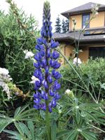 Through the Eyes of an Elder: Cultivating nature close to home