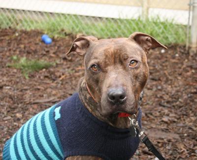 Pet of the Week: Ryder is a playful, happy dog