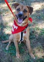 Pet of the Week: Milo is ‘your adoring and wiggly companion’