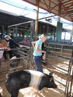 2017 Fair 4-H Results