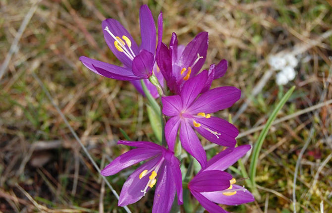 No snow, but plenty of early wildflowers