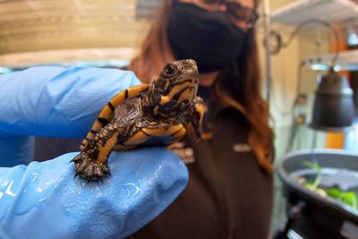 Zoo baby turtles