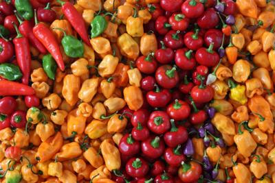 Tomato & Pepper Tasting Plus+