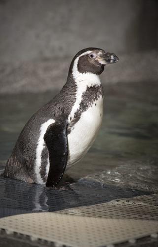 Love bird penguins make a splash at Portland Zoo