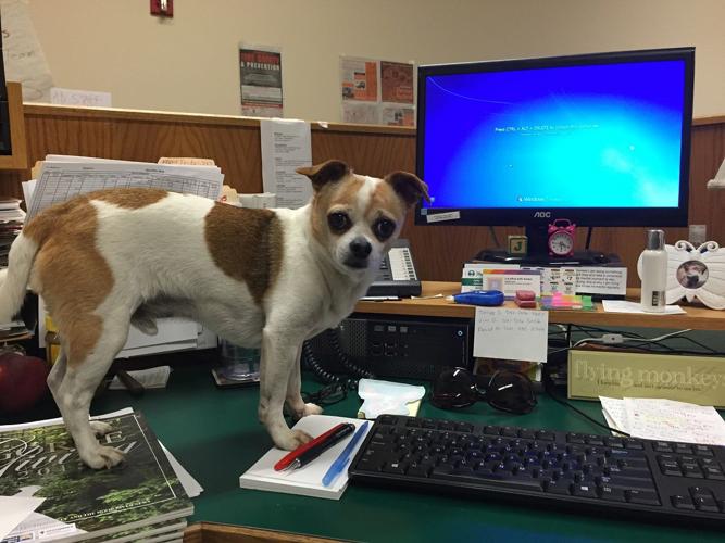 Going to the dogs: Hood River’s dog-friendly vibe doesn’t end at the office