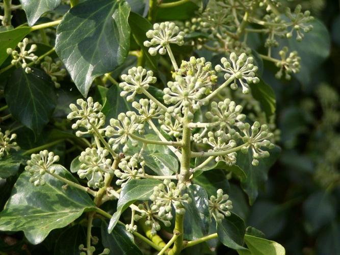 English Ivy