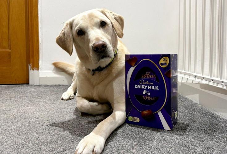 Dog  saved after eating seven Easter eggs