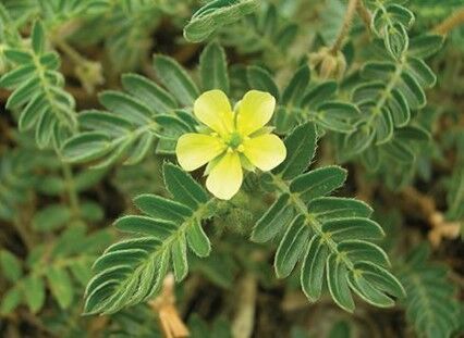 B weed of the month Puncturevine