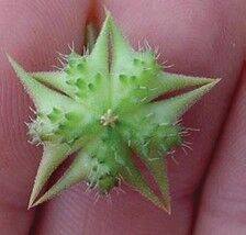 B weed of the month Puncturevine.jpg