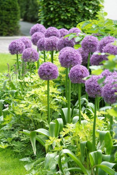 A different bulb: try alliums