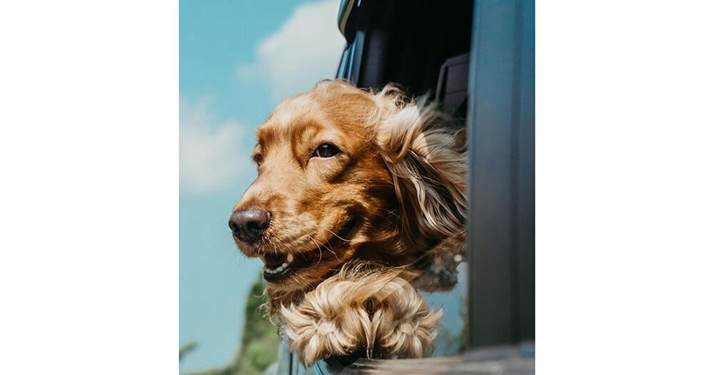 How to support your pet’s health during summer