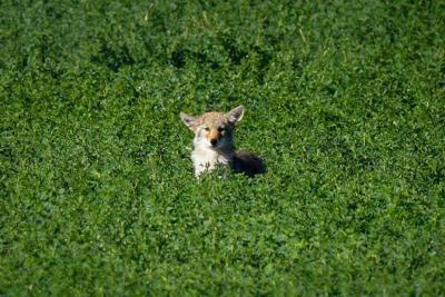 Coyote flower