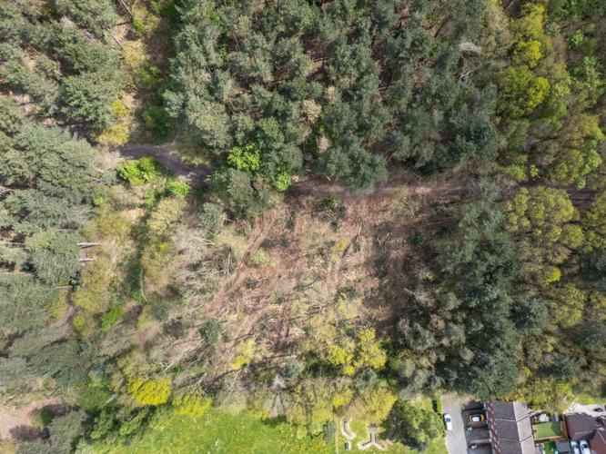 Council blunder as protected trees hacked down in historic Sherwood Forest