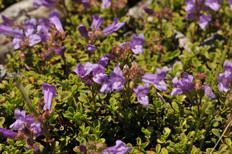 Lava Hole Bee-flowers.jpg