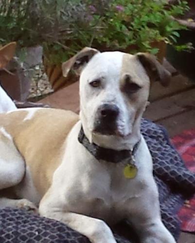 Pet of the Week: Logan is one-of-a-kind