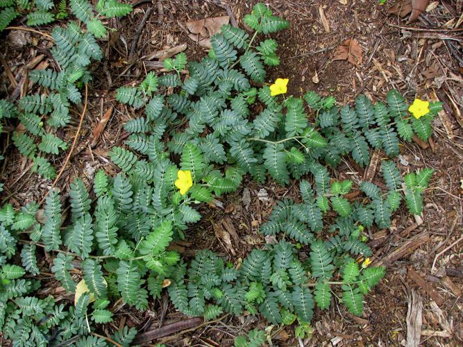 B weed of the month Puncturevine.jpg