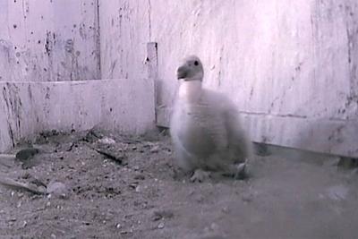 California condor chick