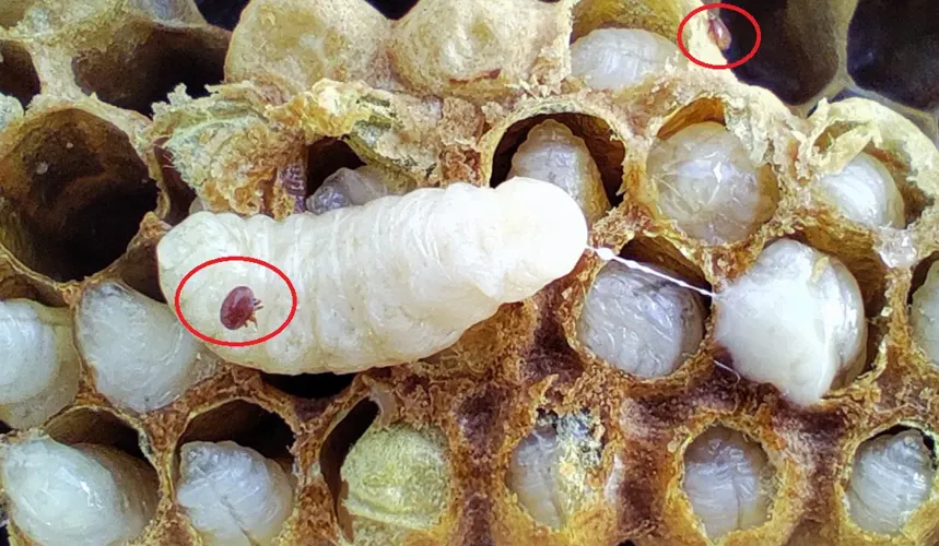 varroa-mite-drone-larva.webp
